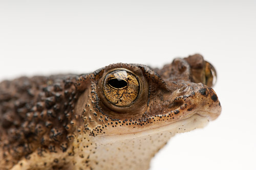
A Puerto Rican crested toad (Peltophryne lemur) at the Sedgwick County Zoo in Wichita, Kan.www.joelsartore.com 
